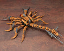Zoids  1/72 HMM RZ-002 Guysack
